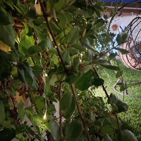 Casa vacanze Falso Pepe