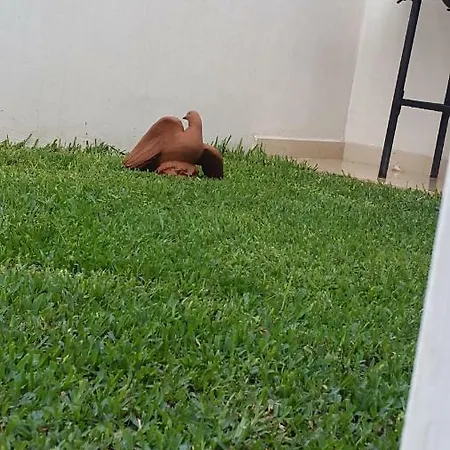 Falso Pepe Hébergement de vacances